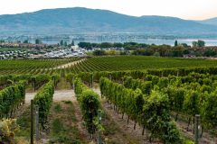 Osoyoos-Vineyard-scaled